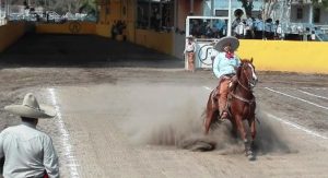 Cala de caballo CJGG