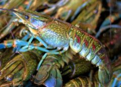 Anuncia AGRICULTURA Periodos de Veda y de Aprovechamiento de Especies Marinas