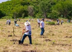 Alcanza Peña Colorada un Millón de Árboles Plantados en una Década de Reforestación