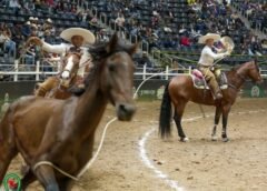 Sacudieron el Top 12 AAA Cinco Equipos, con el Grupo Violante por Delante